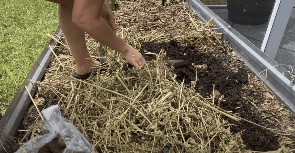 Planting Out My Fall Garden